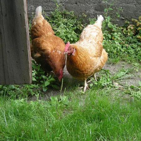 Bed & Breakfast Het Aambeeld