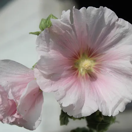 Het Aambeeld Couette-café Wanroij