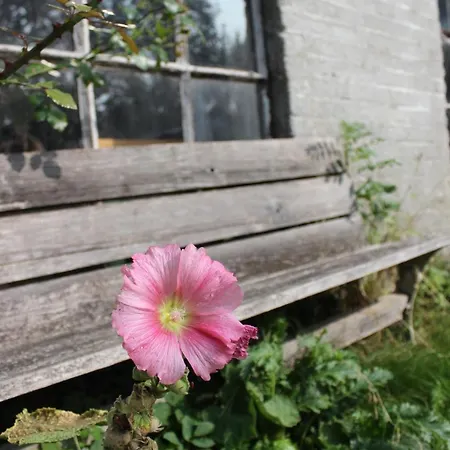 Het Aambeeld * Wanroij