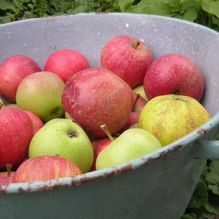 ベッド・アンド・ブレックファスト Het Aambeeld