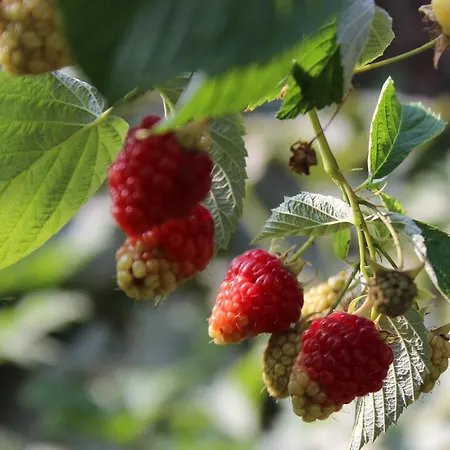 Het Aambeeld ベッド・アンド・ブレックファスト 3*