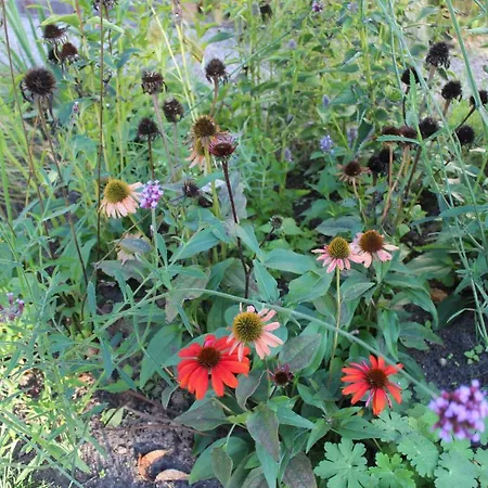 Het Aambeeld ベッド・アンド・ブレックファスト 3*