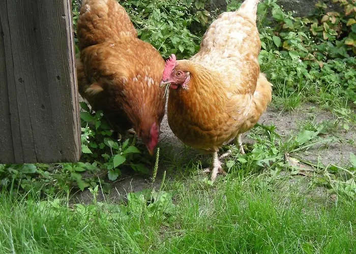 فندق مبيت وإفطار Het Aambeeld