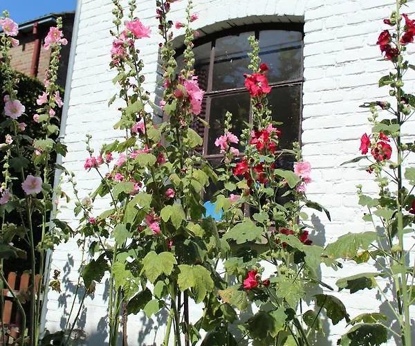 Het Aambeeld 3* Wanroij