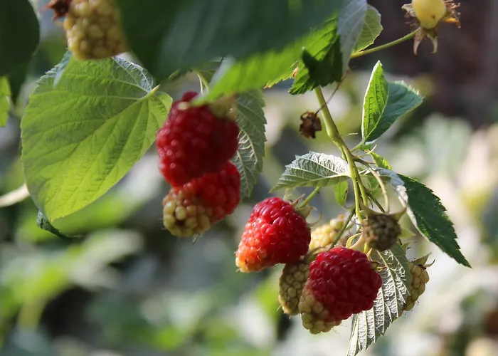 Het Aambeeld فندق مبيت وإفطار 3*