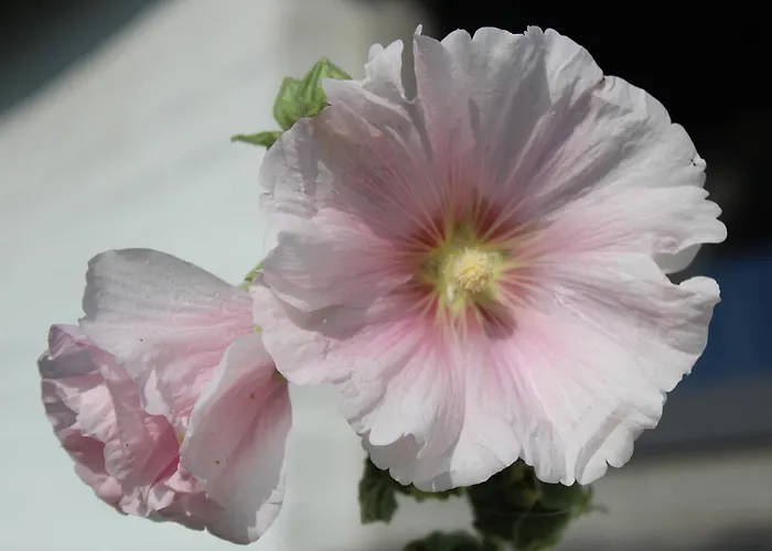 Het Aambeeld فندق مبيت وإفطار Wanroij